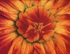 cr Gary Green-Flower Power. , 