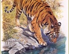 PO pfrd 003 Tigre royal du Bengale. Dallet, 