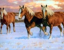 horses in the mist csg002 winter gold belgians. , 