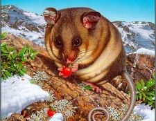 pa AGA 05 EgoGuiotto MountainPygmy-Possum. Guiotto, 