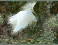 D50-AWE029-RB-Snowy Egret 1. Bansemer, ������
