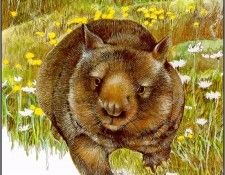 pa TonyOliver AustralianEndangeredWildlife 14. ������, ����