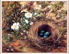 bs-flo- John William Hill- Birds Nest And Dogroses. ����, ���� ������