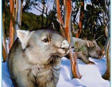 pa HartTrish 07 CommonWombat. , 