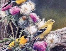 Susan Bourdet - Goldfinches and Bullthistle, De. Bourdet, 