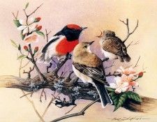 kb Shepherd Eric 01 Red Capped Robins. , 