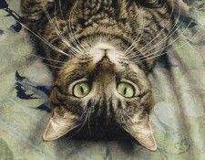 Peculiar Perspective. ����, SueEllen