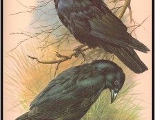 EdeBasil-TheRookAndTheCarrionCrow-sj. , 