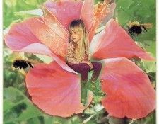 kb Cross Tom Win Hibiscus Fairy. , 