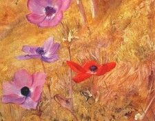 newman anemones 1876. ,  