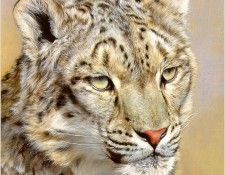 AldrichEdward-SnowLeopardPortrait-sj. Aldrich, 