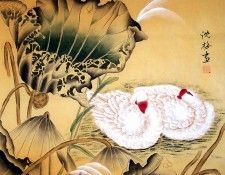 Shen Mei5g2309. , 
