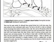 pa EgoGuiotto AG2004 07 PaintedFinch Key. Guiotto, ���