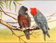 pa EricShepherd 08 Gang GangCockatoo. , 