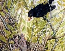 Twinney Dick Nature 012 Sun. Twinney, ���