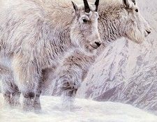 Parker, Ron - Mountain Goat (end. , 