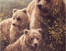 JohnSeerey-Lester GrizzleyBears ec. Seerey- 