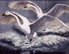 43602. Tunnicliffe, 