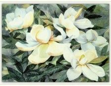 JacksonLouise-Magnolias-sj. , 