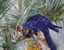 lrs Romero Jo Anne Blue Splendor. ������, ��� ���