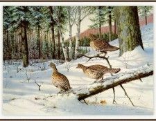 GrommeOwen-RuffedGrouse (sj-art349). Gromme,  J