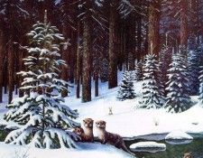 Galli, Stan - Otter Family on Weyerhauser Tree Farm (end. , 