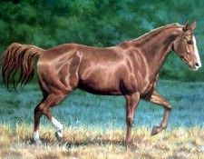 horses in the mist csg008 quarter horse sorrel. , 