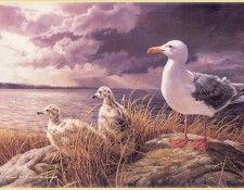 WilsonMarla-The Claucous Winged Gull-WeaRSCC. ������, �����