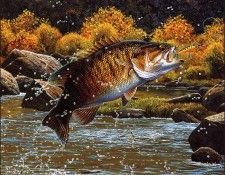 bs-na- Mark Sussino- Tail Walking- Smallmouth Bass. Sussino, 