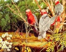 Oz AGls059 Tony Oliver Galah. , 