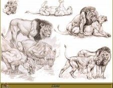 PO pfrd 110 Lions. Dallet, ������