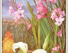 bs-flo- Marianne North- Beauties Of The Swamps- South Africa. , 