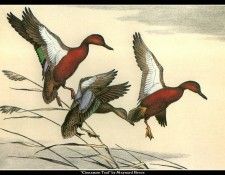 cr MaynardReece018. ���, �������