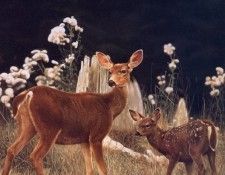 Bob Travers - SK Wildlife Federation Card-Deer, De. , 