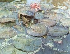 Hanks Steve Water Lilies in Bloom. , 