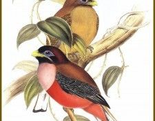 PO ptb 63 Trogon des Philippines. , 