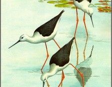 pa NormanArlott 07 Black WingedStilt. Arlott, 
