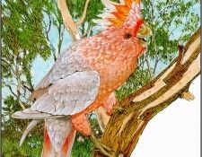 pa TonyOliver AustralianEndangeredWildlife 03. , 