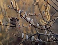 Terry Isaac - Kinglet and Pussywillows, De. �����, �����