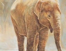 bs- Charles Lynn Bragg- Baby Indian Elephant. �����, ������ ����