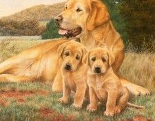 Ipl 0030 Yellow Lab with Two Pups NigelHemmimg sqs. ,    