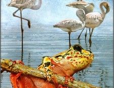pa TonyOliver FrogsSingSongs 09b. , 