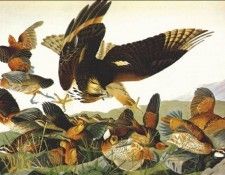audubon bobwhite (virginia partridge) 1825. Audubon,  