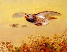 Thorburn Archibald English Partridge In Flight. , 