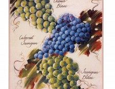 IS3 027 Jacqueline Osborn 00 (Charles Krug). ������, ������