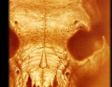 pcbd036. ������, �����