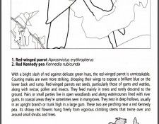 pa EgoGuiotto AG2004 04 Red WingedParrot Key. Guiotto, 