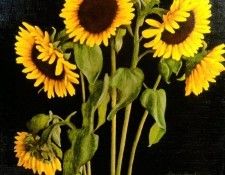 Hardy David Sunflowers. , 