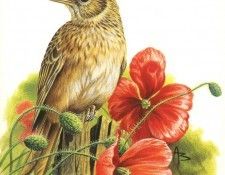 abs 12 sky lark. �����, �����