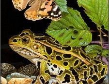 pa TonyOliver FrogsSingSongs 06b. , 